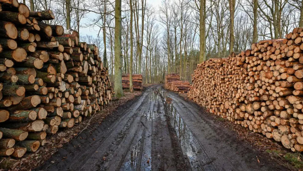 lumber prices falling