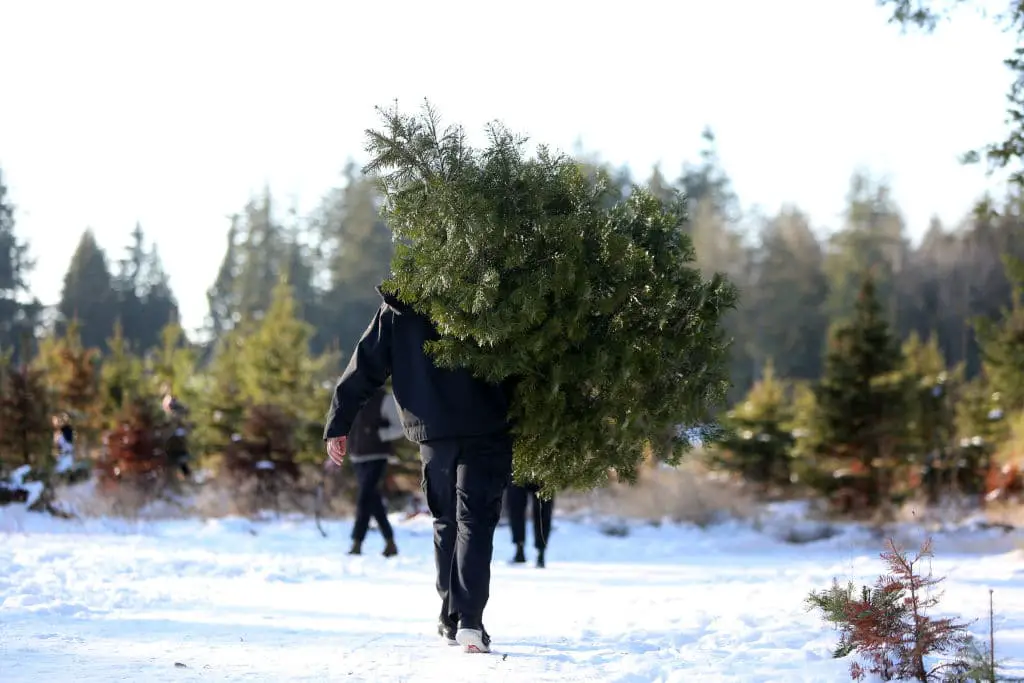 The Economics Of a Christmas Tree