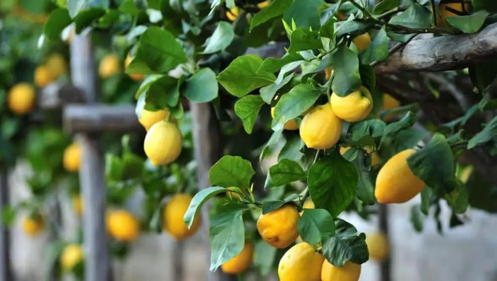 The Wonderful Company is introducing a new variety of seedless lemons to cement its hold on the citrus market.