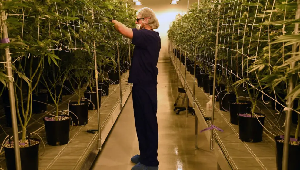 Marijuana Cultivation Center In Nevada